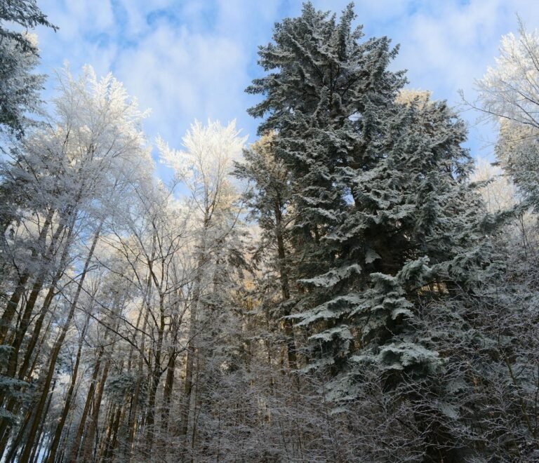 Dlaczego retreaty w naturze sprzyjają realnej regeneracji i skupieniu?